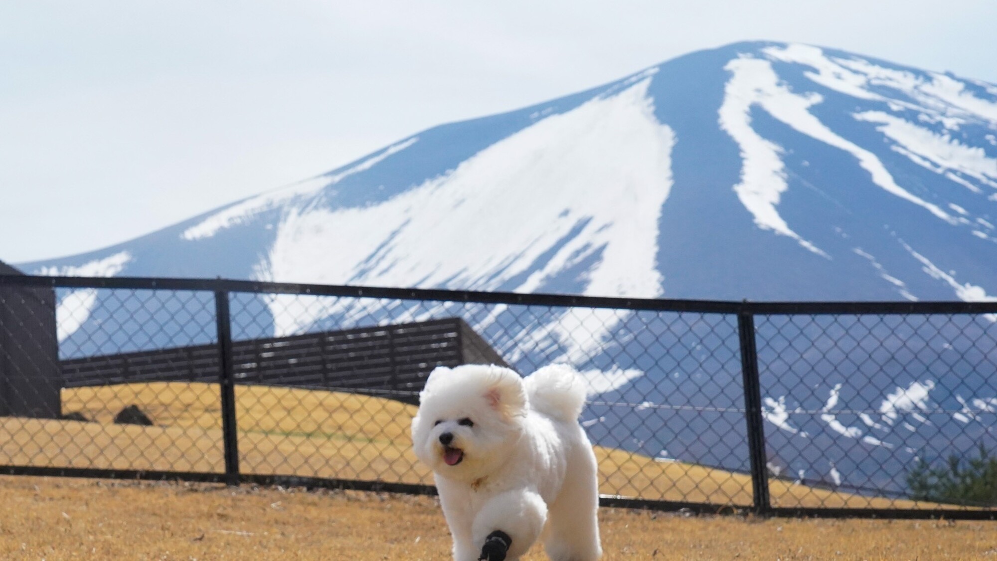 ワンちゃんとのご滞在イメージ。