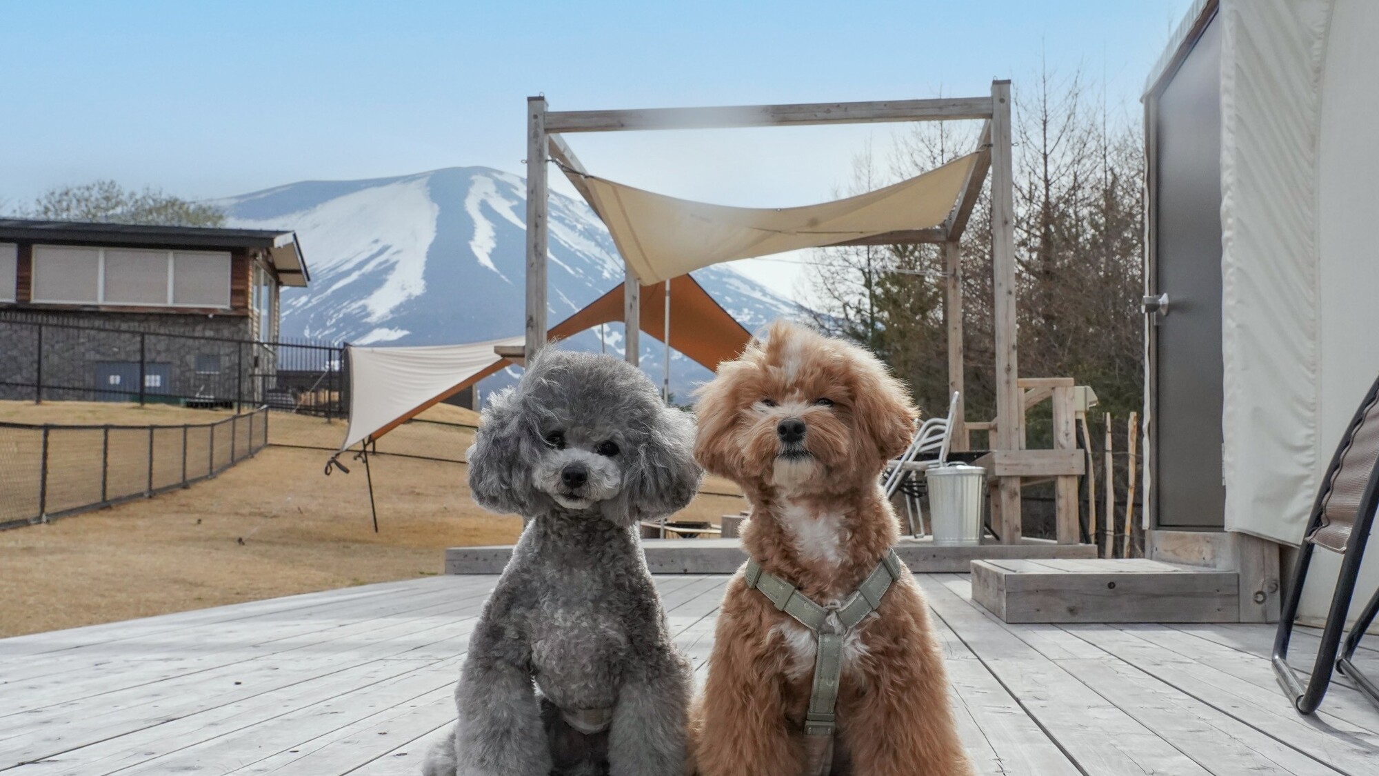 わんちゃんとのご滞在イメージ