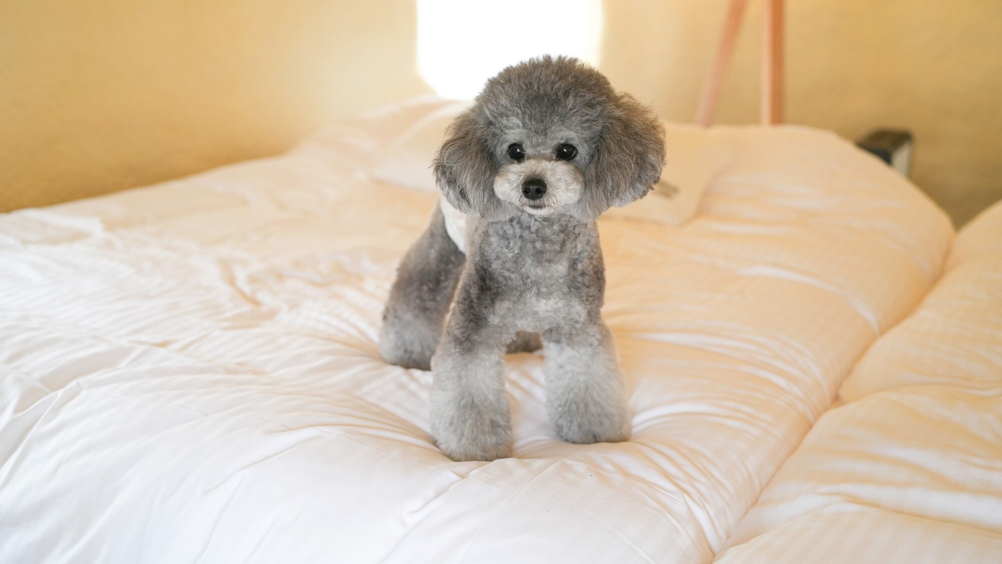 わんちゃんとのご滞在イメージ