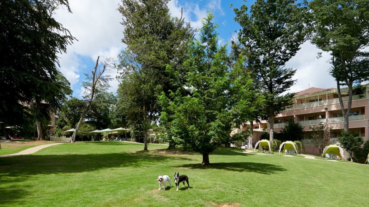 【小谷流の里ドギーズアイランド】ドッグラン
