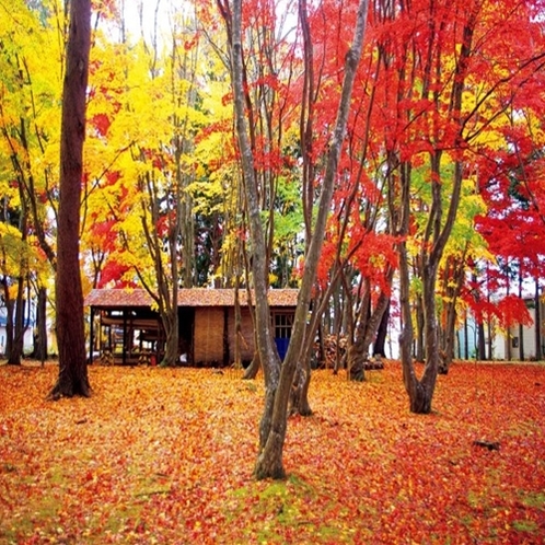 香雪園紅葉