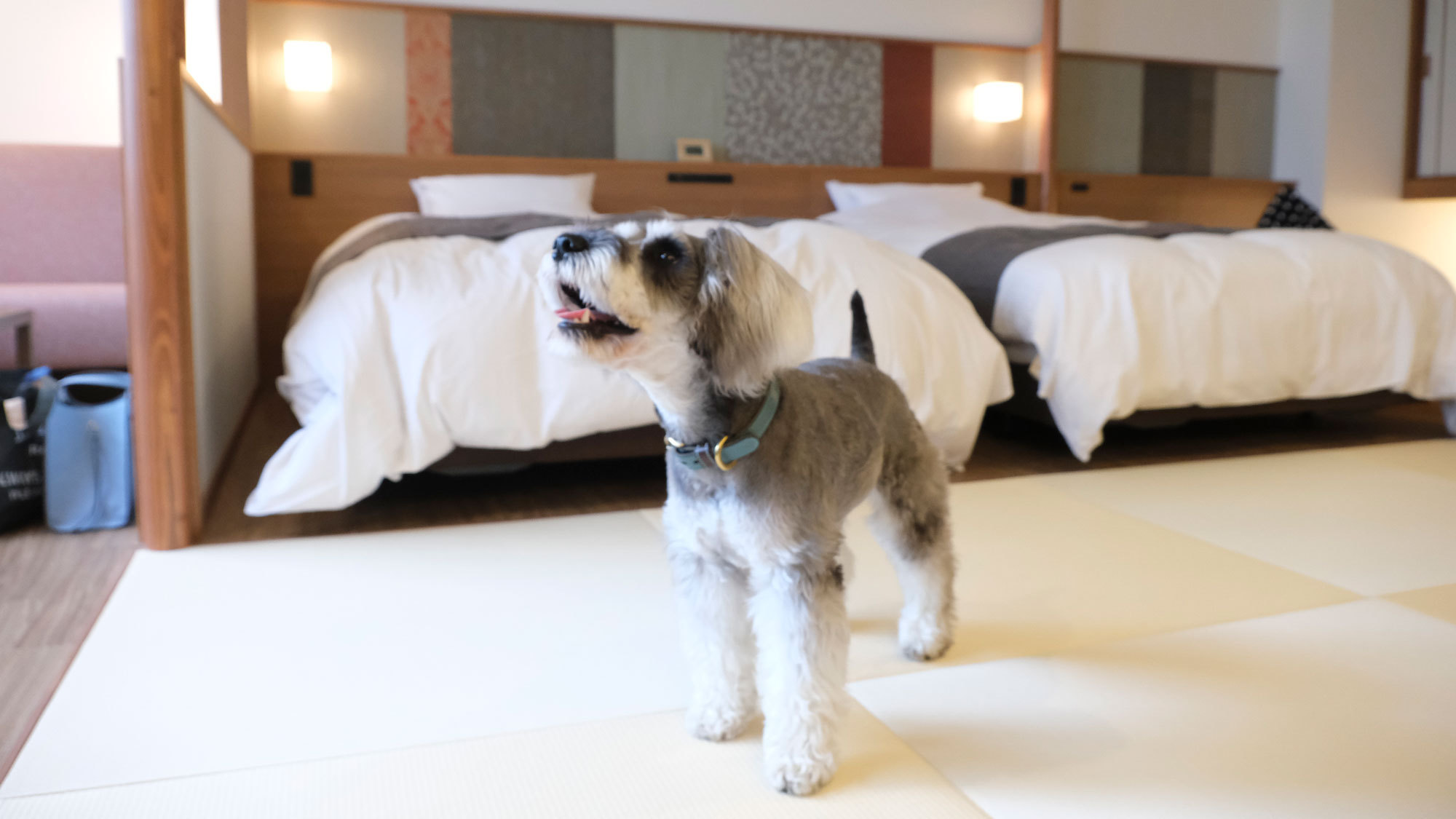 【ワンちゃんルーム】【お食事なし｜フリープラン】＜旅を自分好みにしたい方に◎＞気分気ままに十勝旅へ