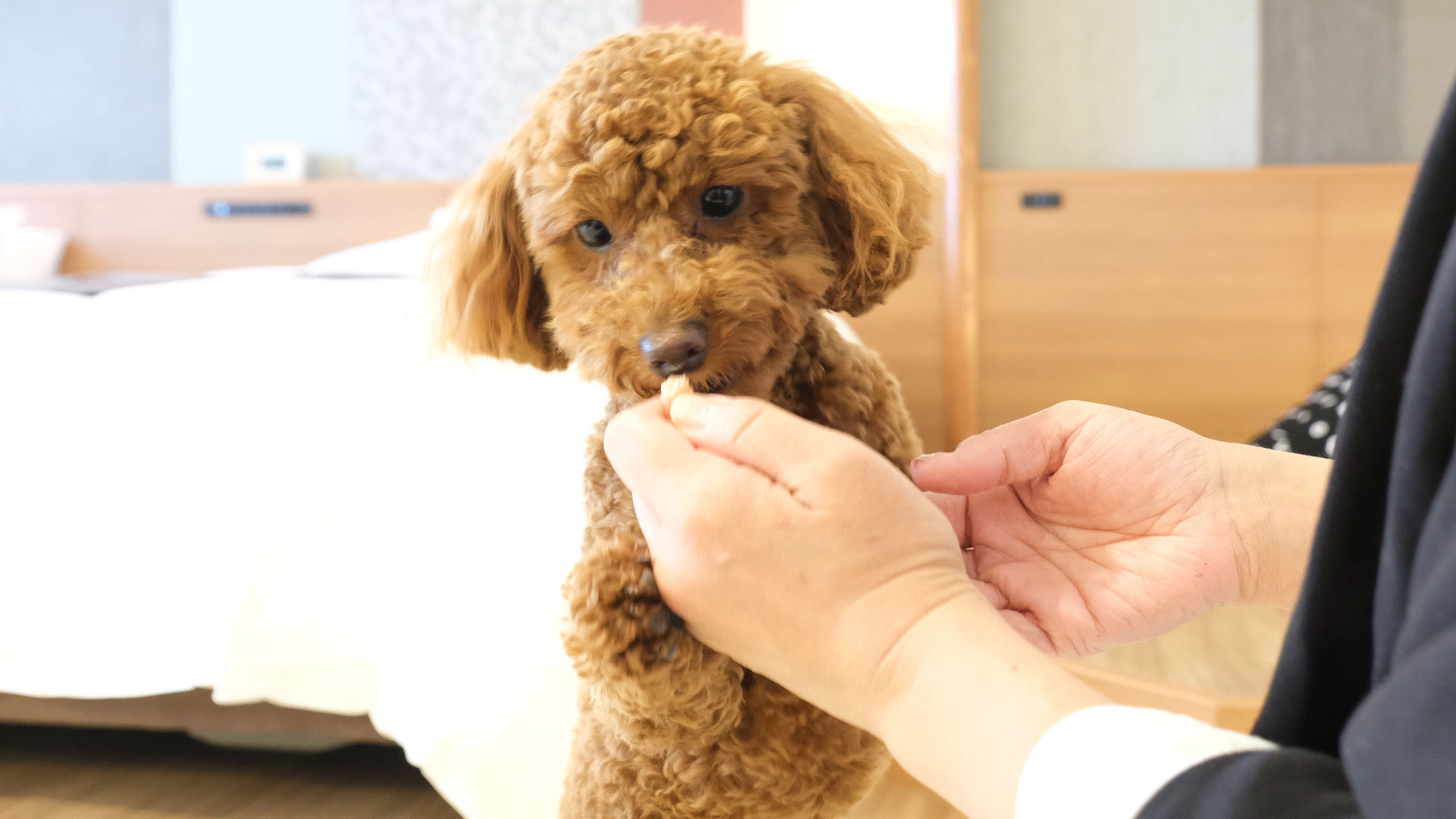 愛犬と一緒に泊まれるお部屋が誕生