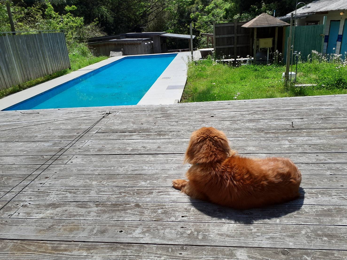 大切なペットと一緒に泊まれるペット可の施設です