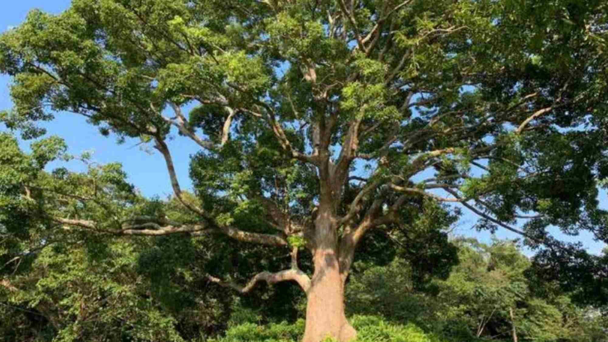 ・【庭】樹齢200年の大楠の樹が皆様をお出迎えします