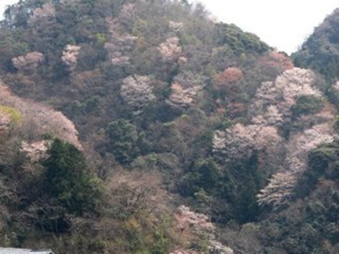 山桜２