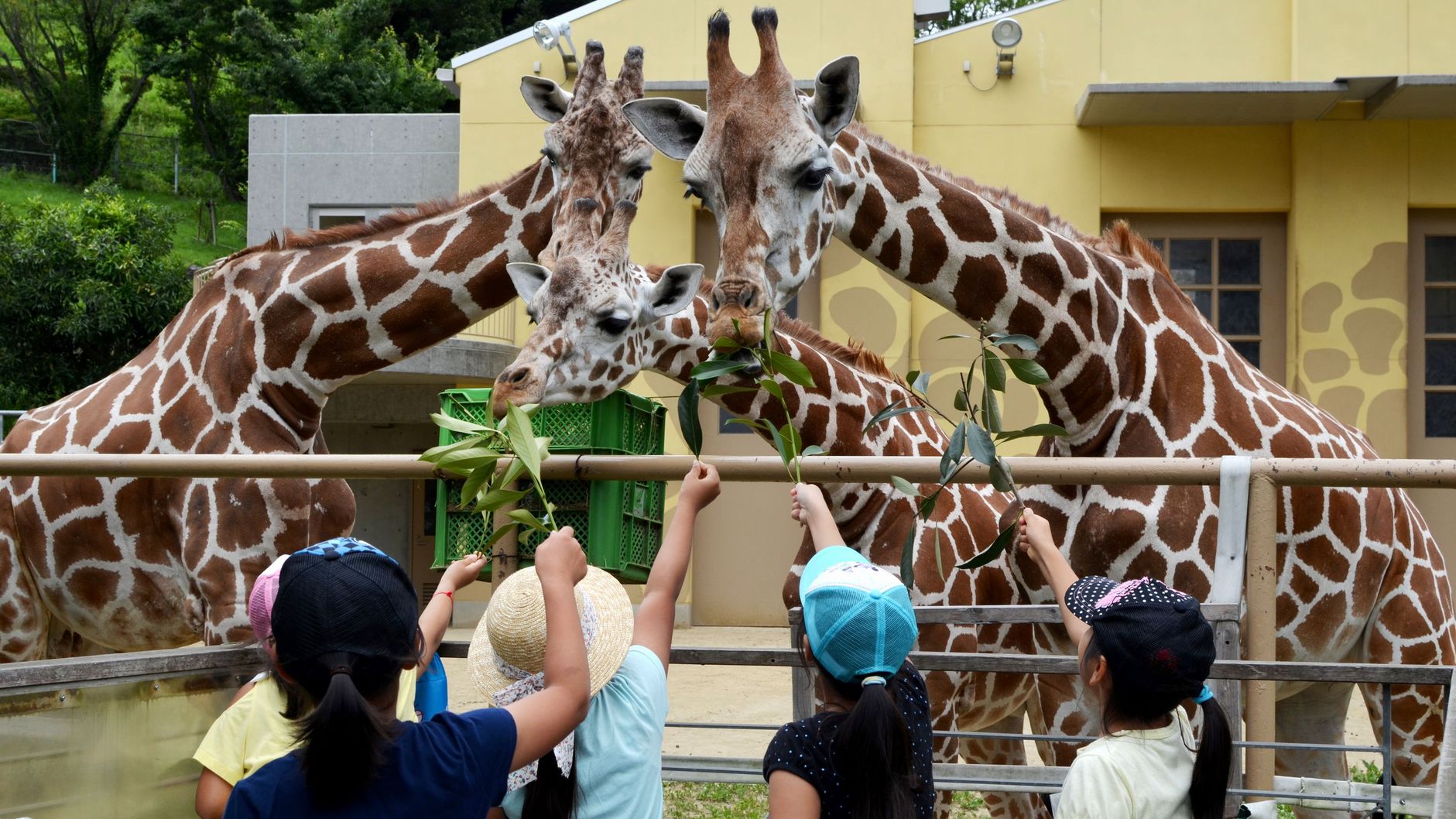 日立においでよ！【かみね動物園】入園券付き優待プラン！カップルやファミリーにオススメ！