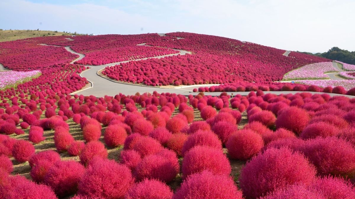 『海づくし親潮標準料理』泉神社・大甕神社・日立駅・国営ひたち海浜公園・御岩神社　周遊におすすめの宿