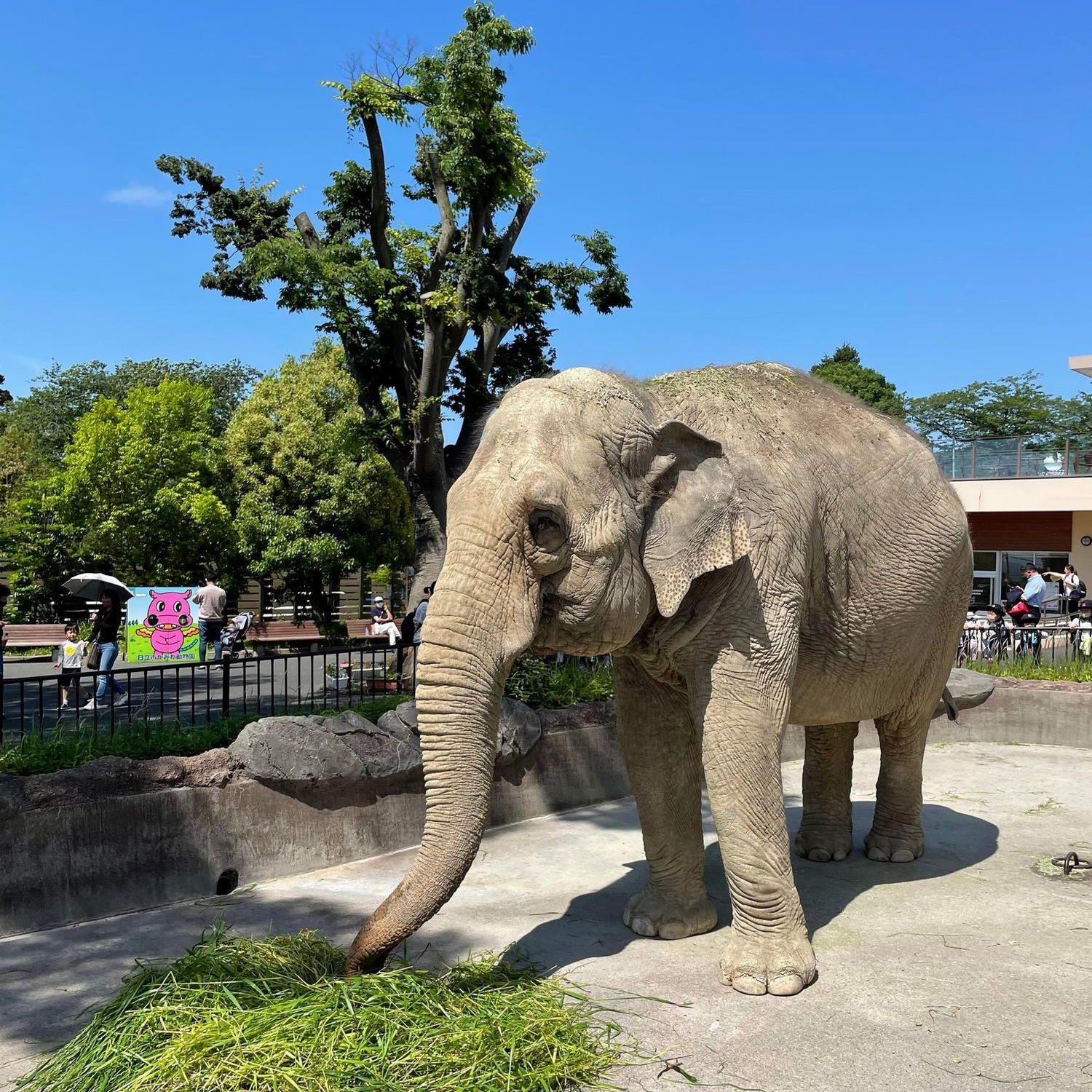 かみね動物園のゾウ（日立市かみね動物園提供）