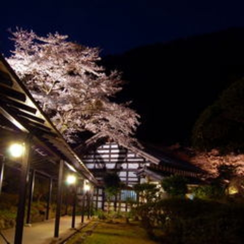 夜桜