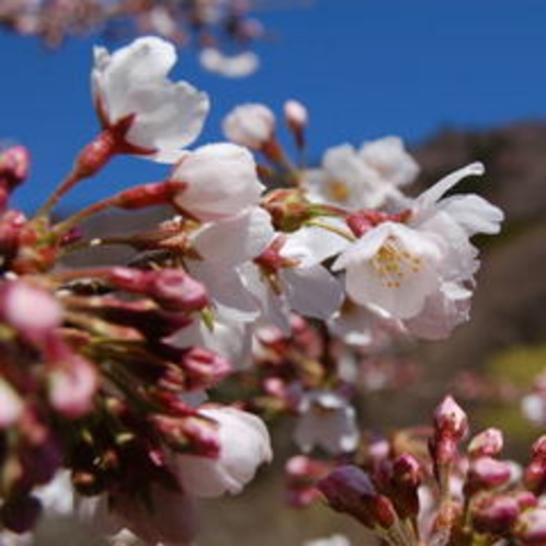 桜アップ