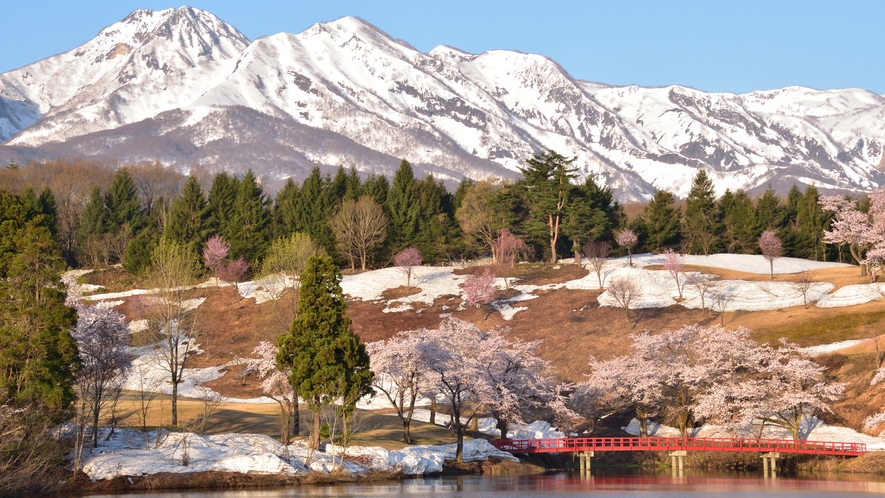 【周辺】残雪の妙高山と満開の桜