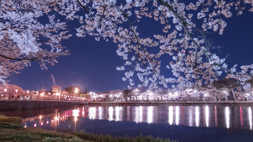 【周辺】新潟県上越市高田公園の夜桜