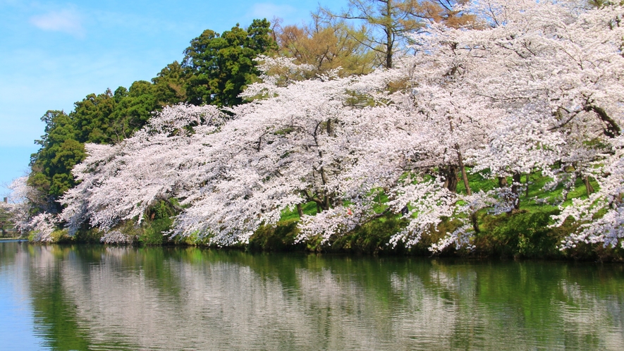 日本三大夜桜に数えられる「高田城址公園の桜」昼間も迫力満点です