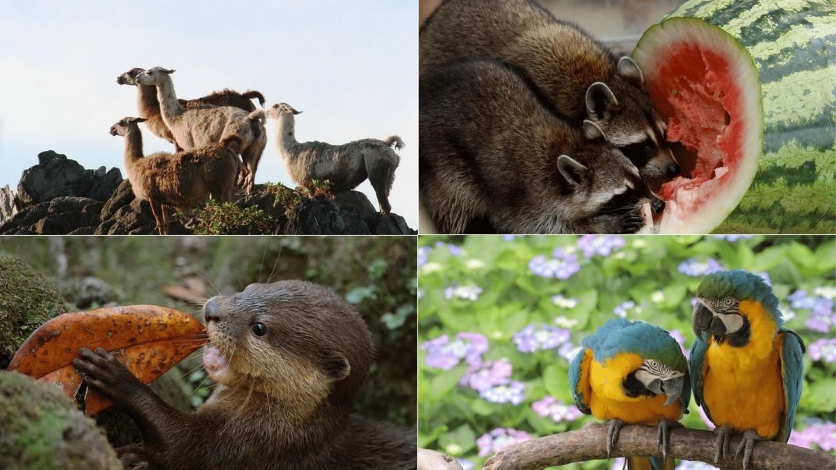 【期間限定】動物たちとのドキドキふれあい体験！ 長崎バイオパーク入園チケット付きプラン＜朝食付き＞