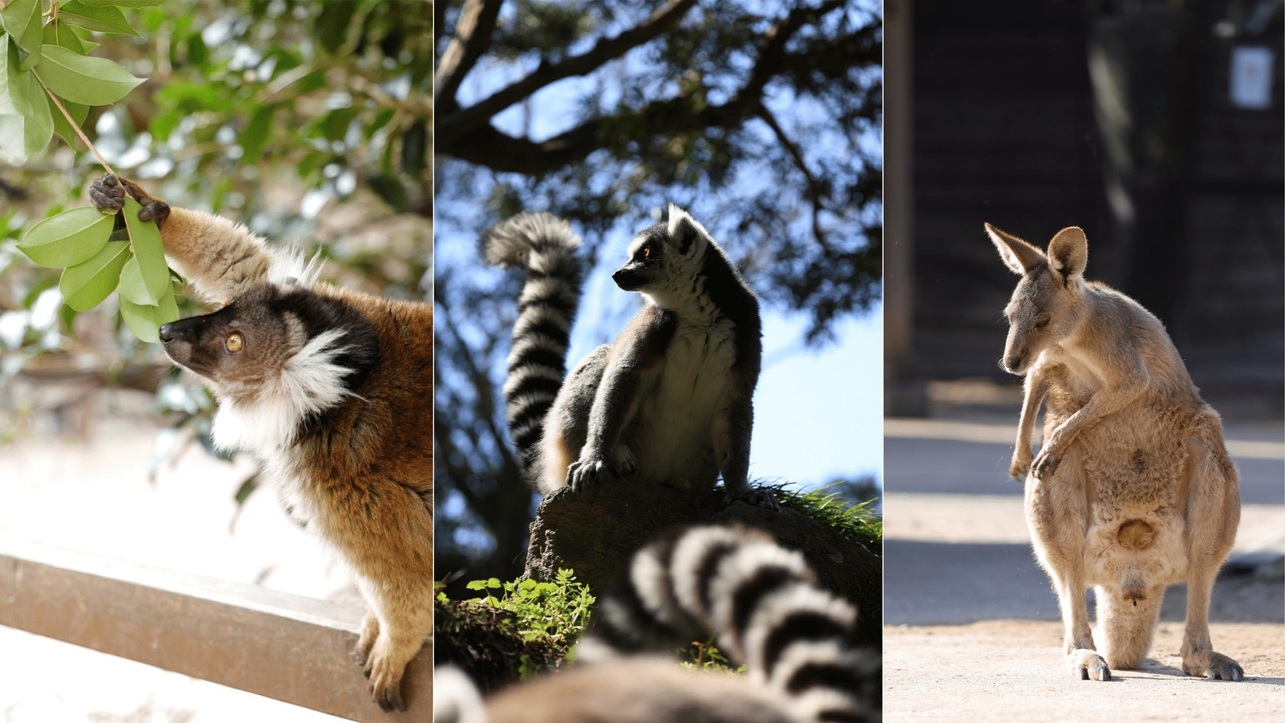 【期間限定】動物たちとのドキドキふれあい体験！ 長崎バイオパーク入園チケット付きプラン＜朝食付き＞