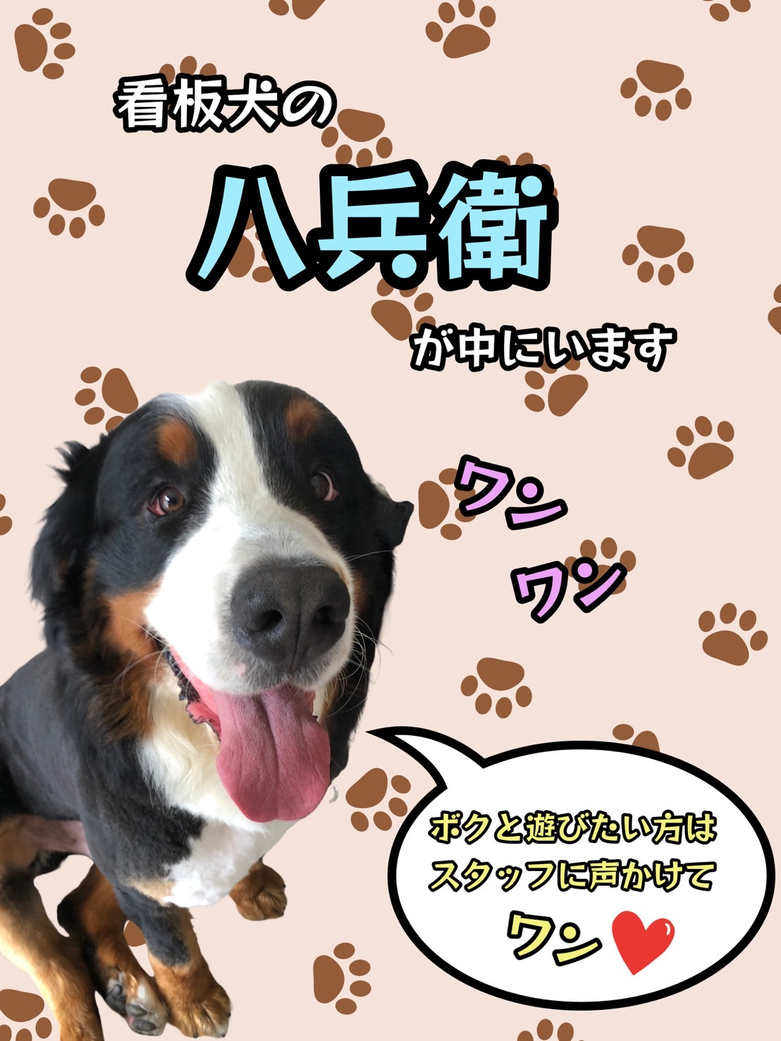 看板犬「八兵衛」