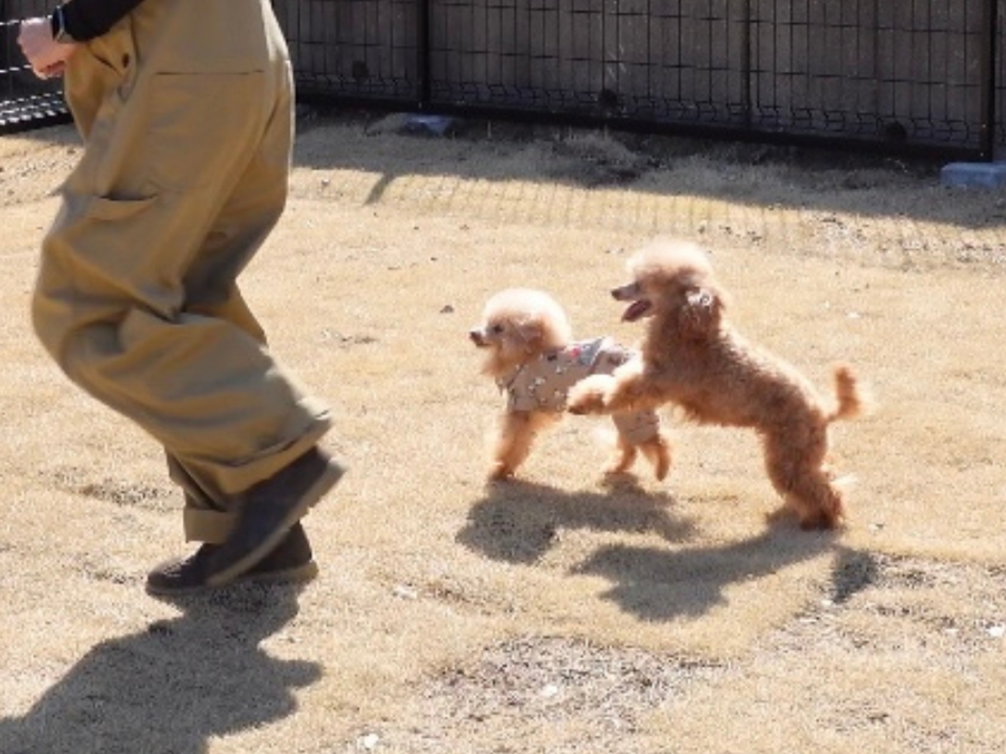 ドッグコテージ Ｉ棟