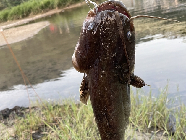 【体験型】夕暮れの川で鰻釣り×釣れた魚をご夕食に｜1日1組限定・川の恵みを味わう特別な夜（2食付）