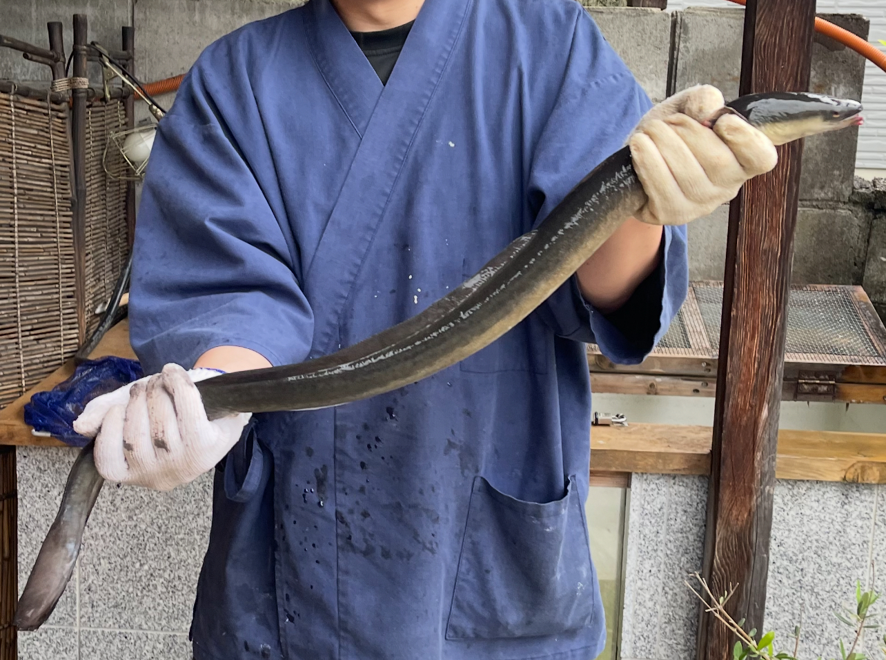 天然の極太鰻