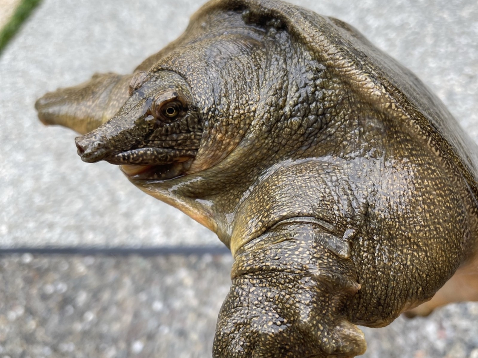 天然のすっぽん