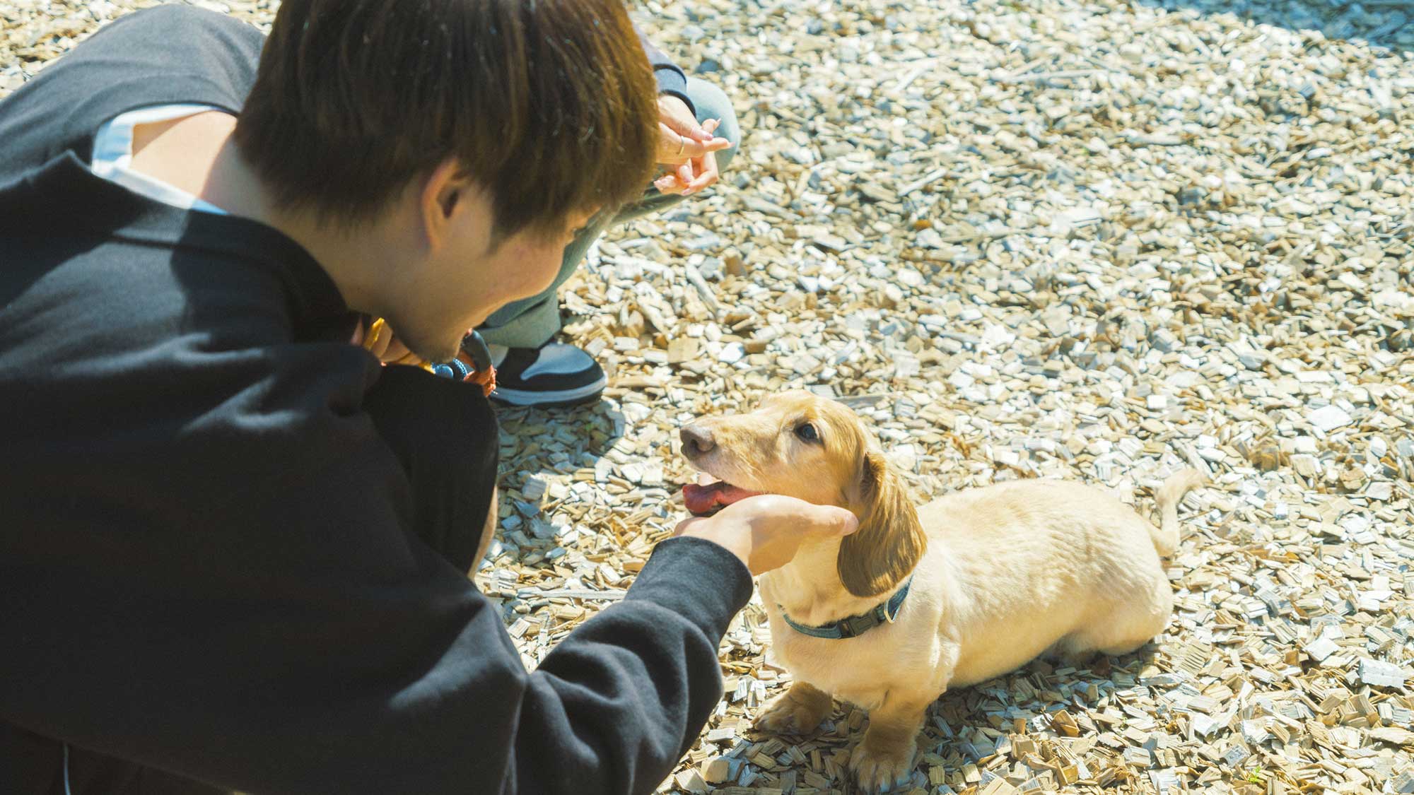 【／With Dogs・1号室（53㎡）】地面にはワンちゃんの足が汚れにくい木チップを採用しています