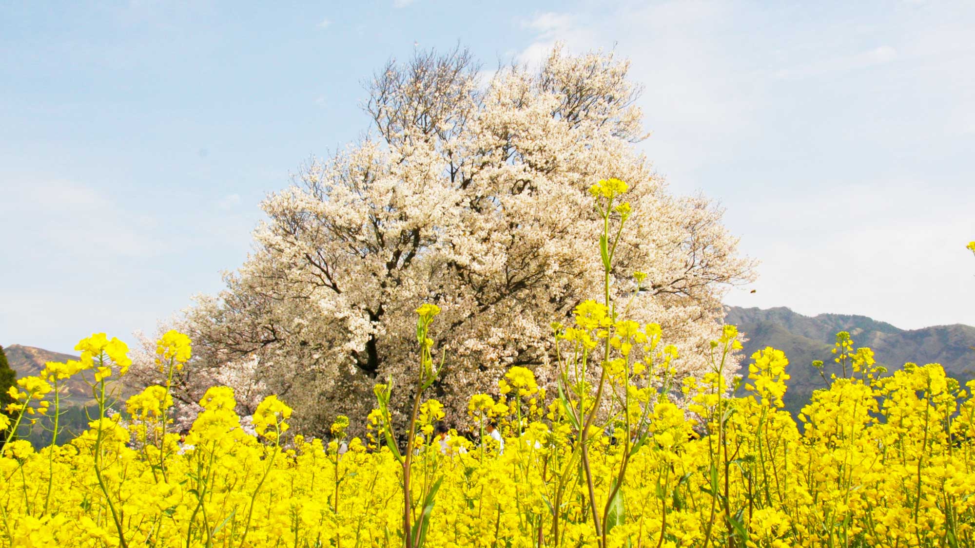 【観光情報】一心行公園：当施設から車で約25分。阿蘇の山々を背景に豪壮な桜が咲き誇る様子をご覧くださ