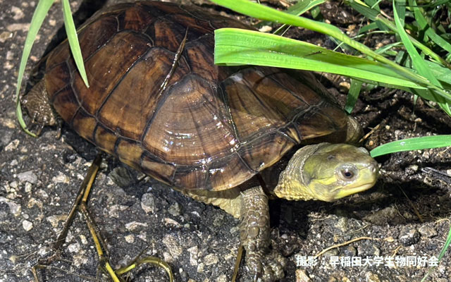 ヤエヤマイシガメ