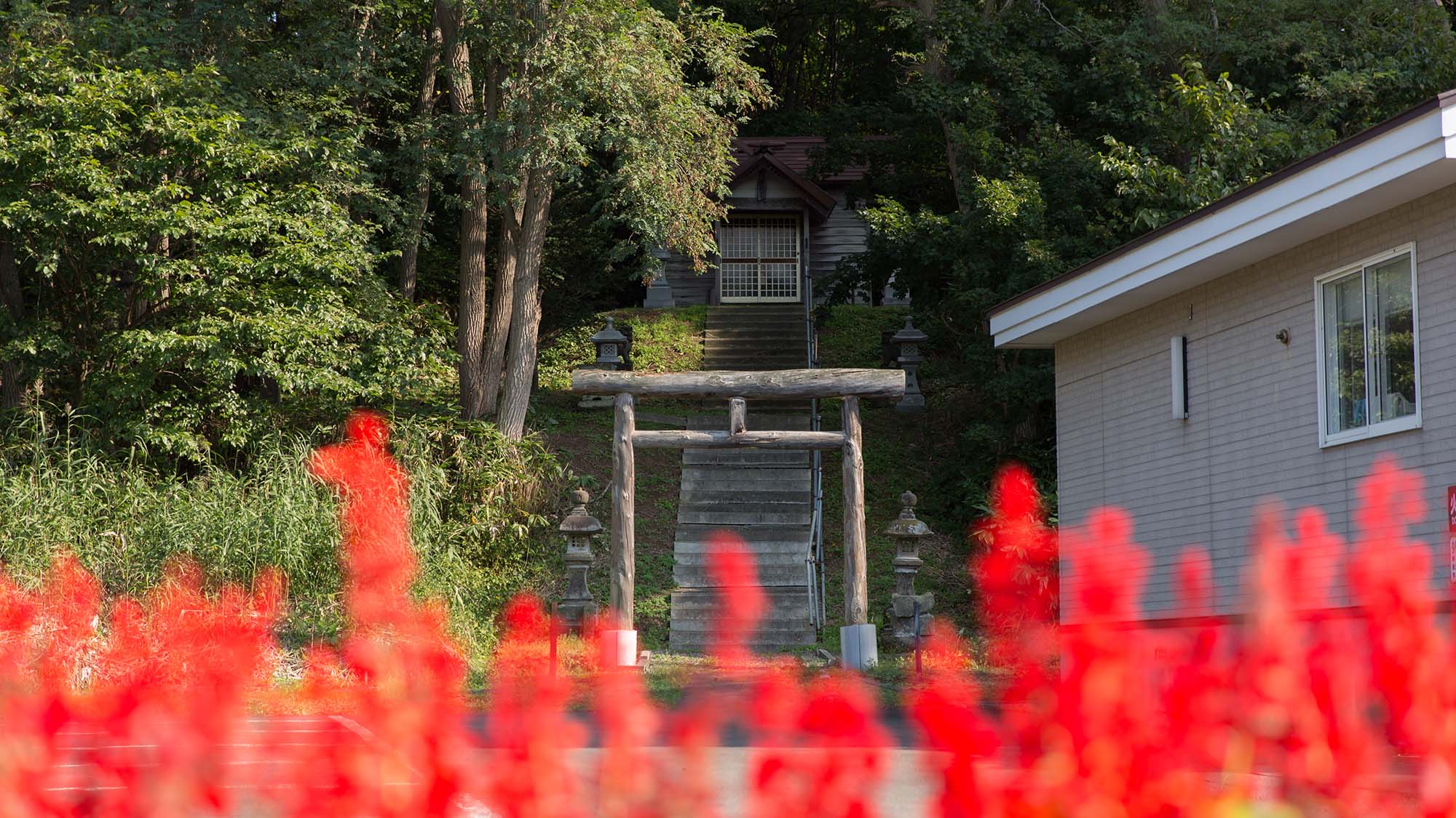 ・五の沢神社の周りに生い茂る木々が神秘的な雰囲気を醸し出す