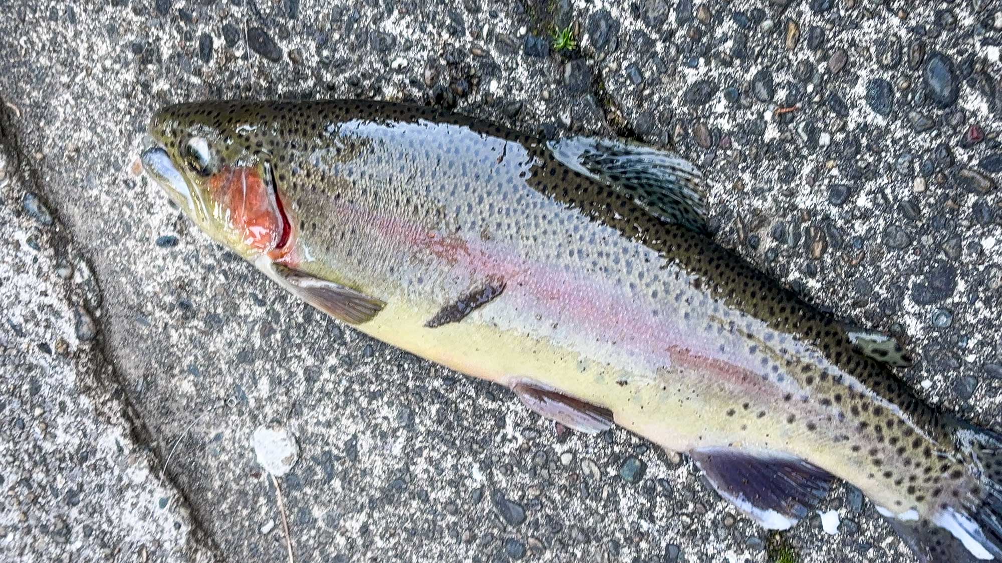 ・【周辺】養老渓谷釣堀センターで釣ったお魚はその場でBBQにできます