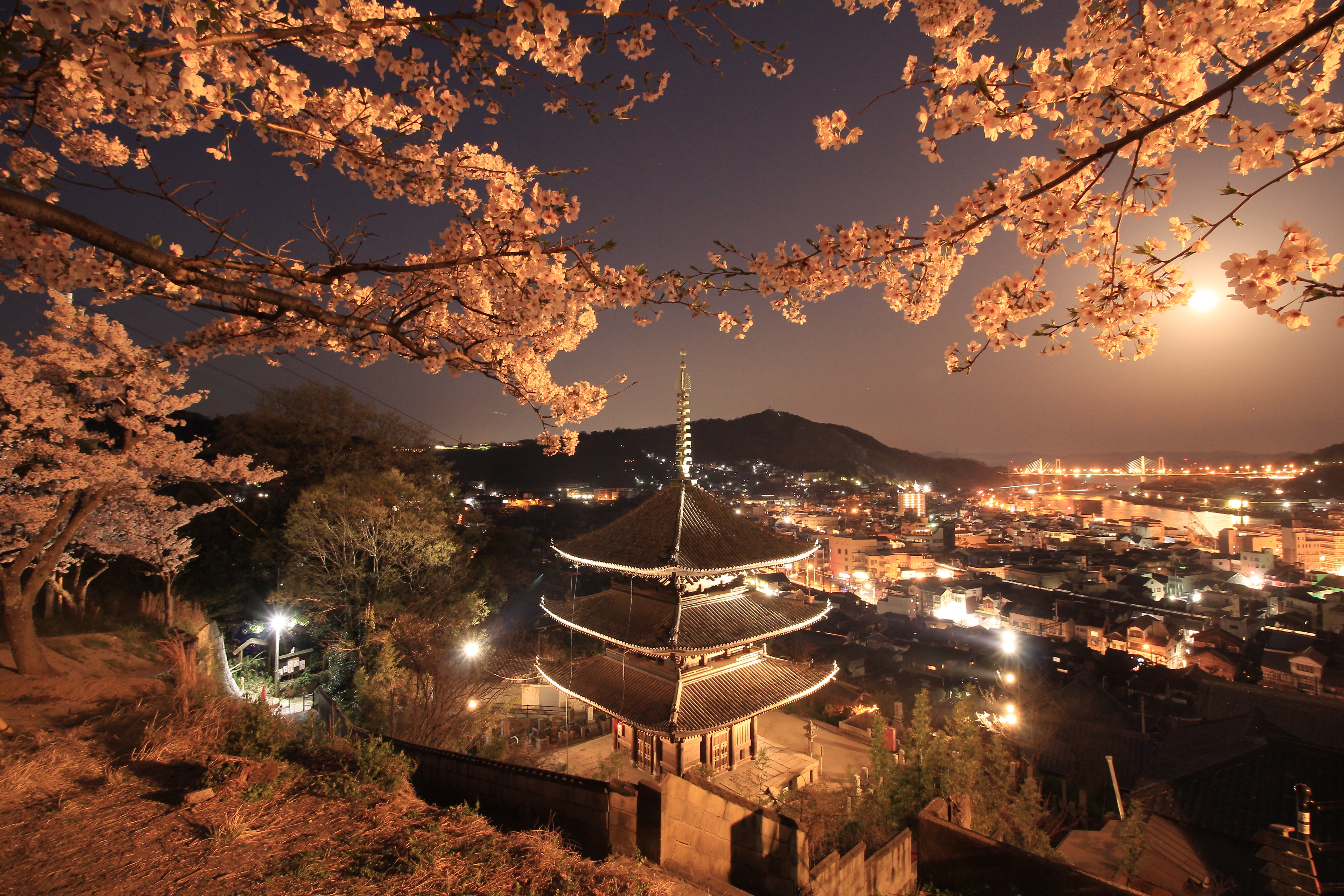 天寧寺と夜桜