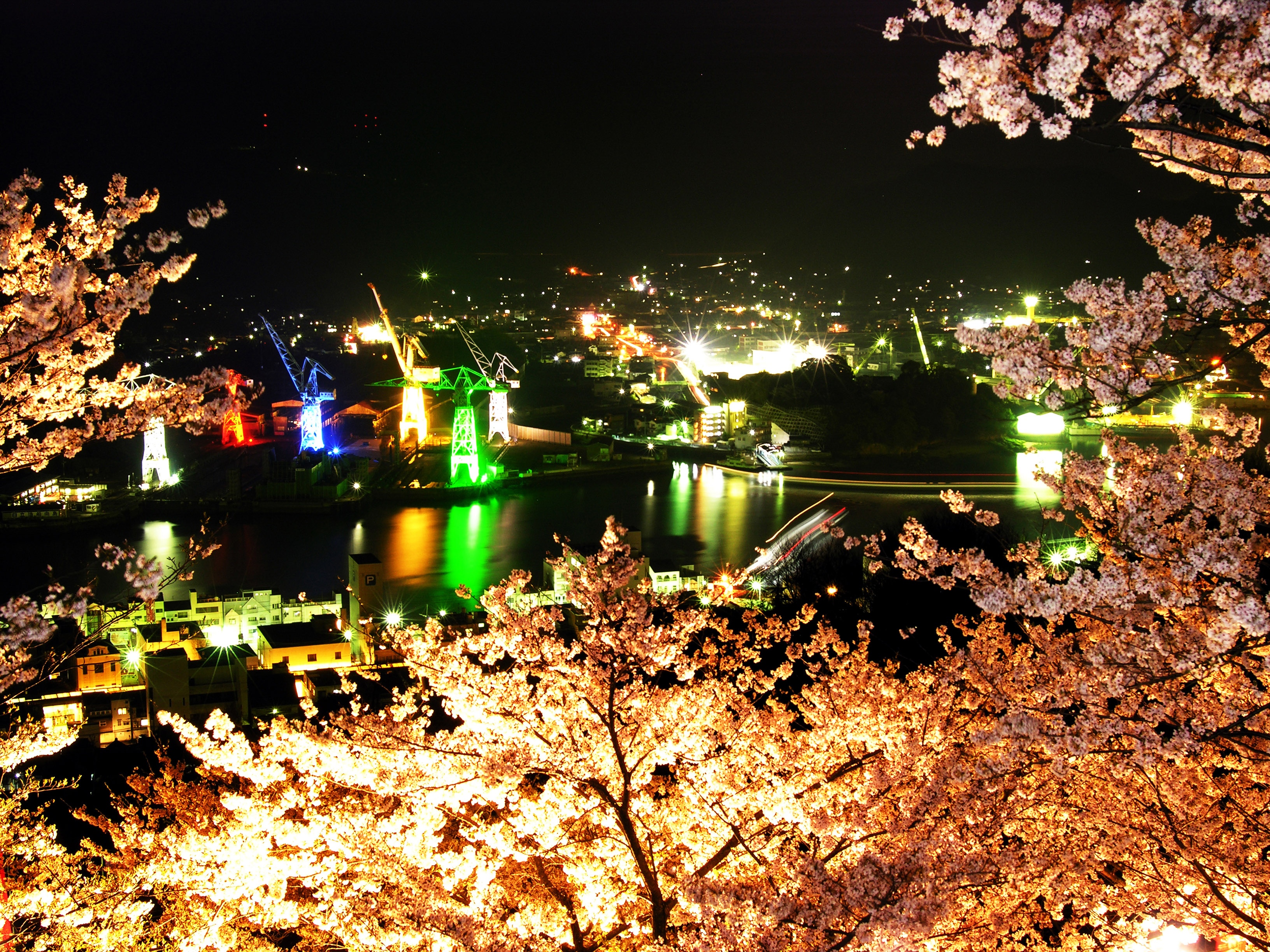 千光寺公園の夜桜