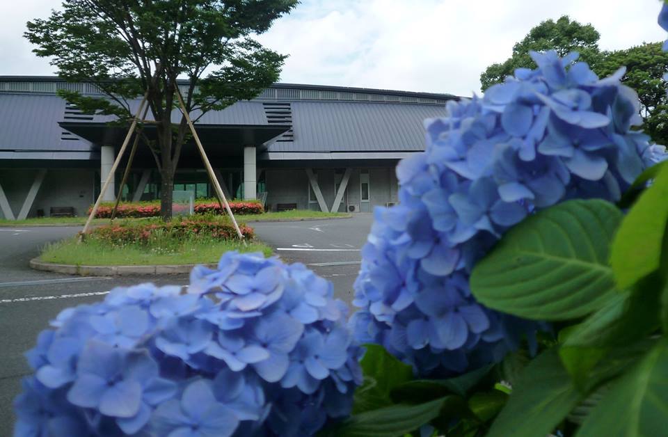 山暖簾周辺あじさい