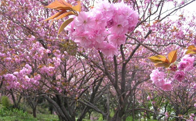 八重桜