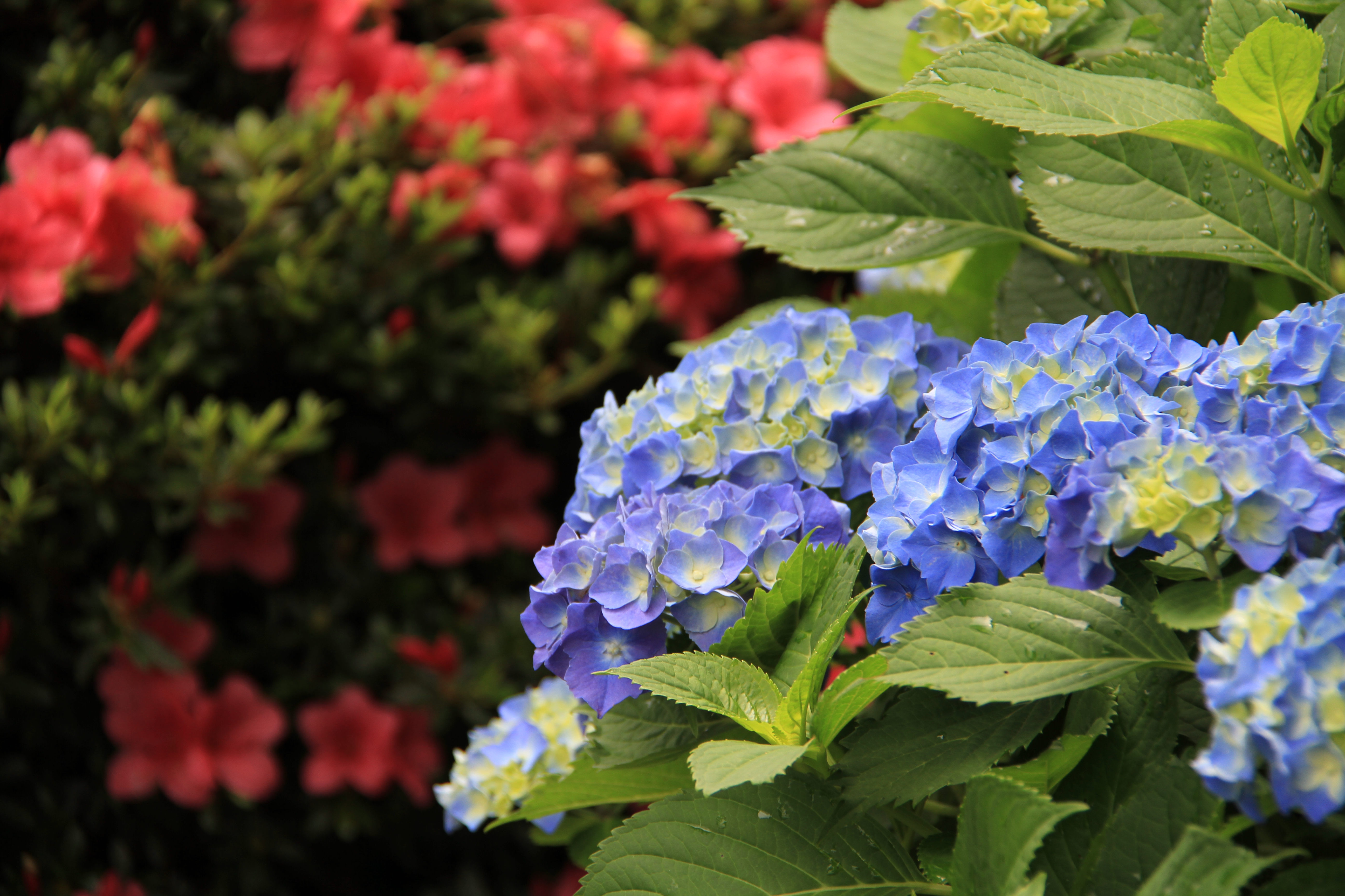 山暖簾周辺あじさい