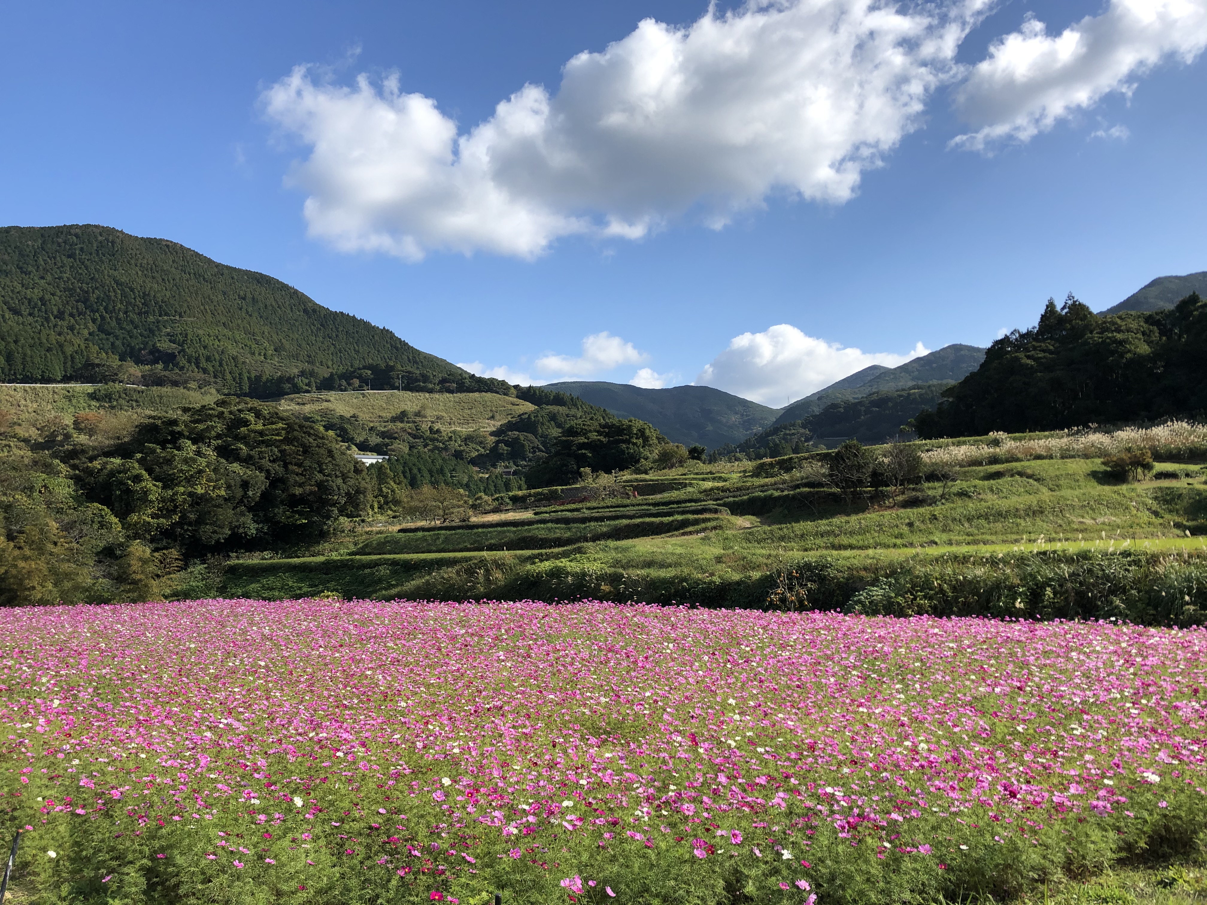 周辺コスモス畑