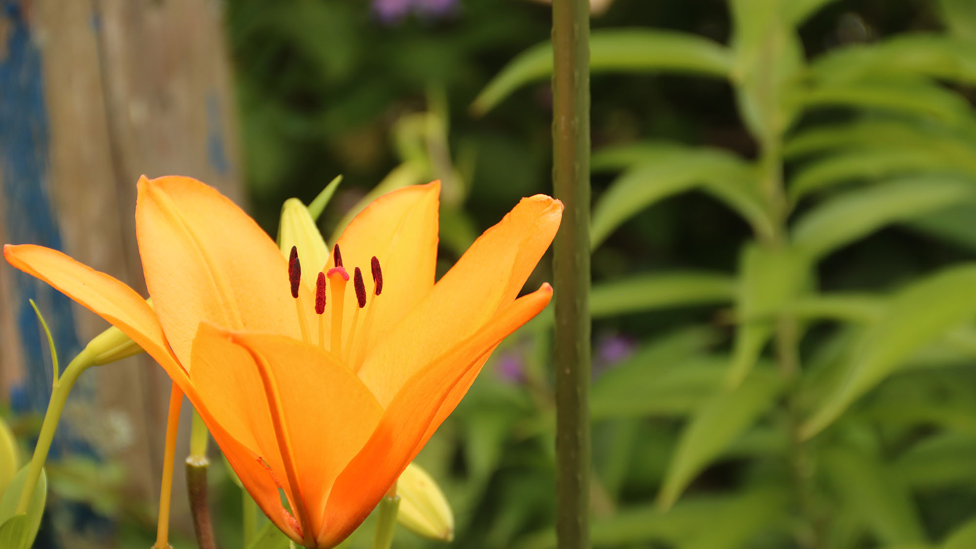 【イメージ】  季節のお花