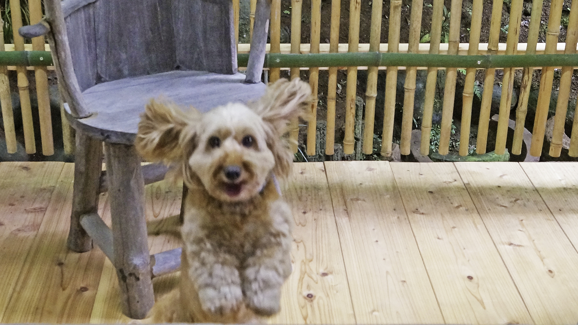 *【本館：松風】ワンちゃんと一緒お泊りできるお部屋です。（写真は当館の愛犬ココちゃんです）