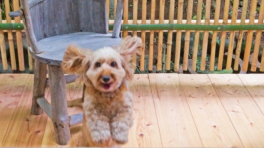 *【本館：松風】ワンちゃんと一緒お泊りできるお部屋です。（写真は当館の愛犬ココちゃんです）