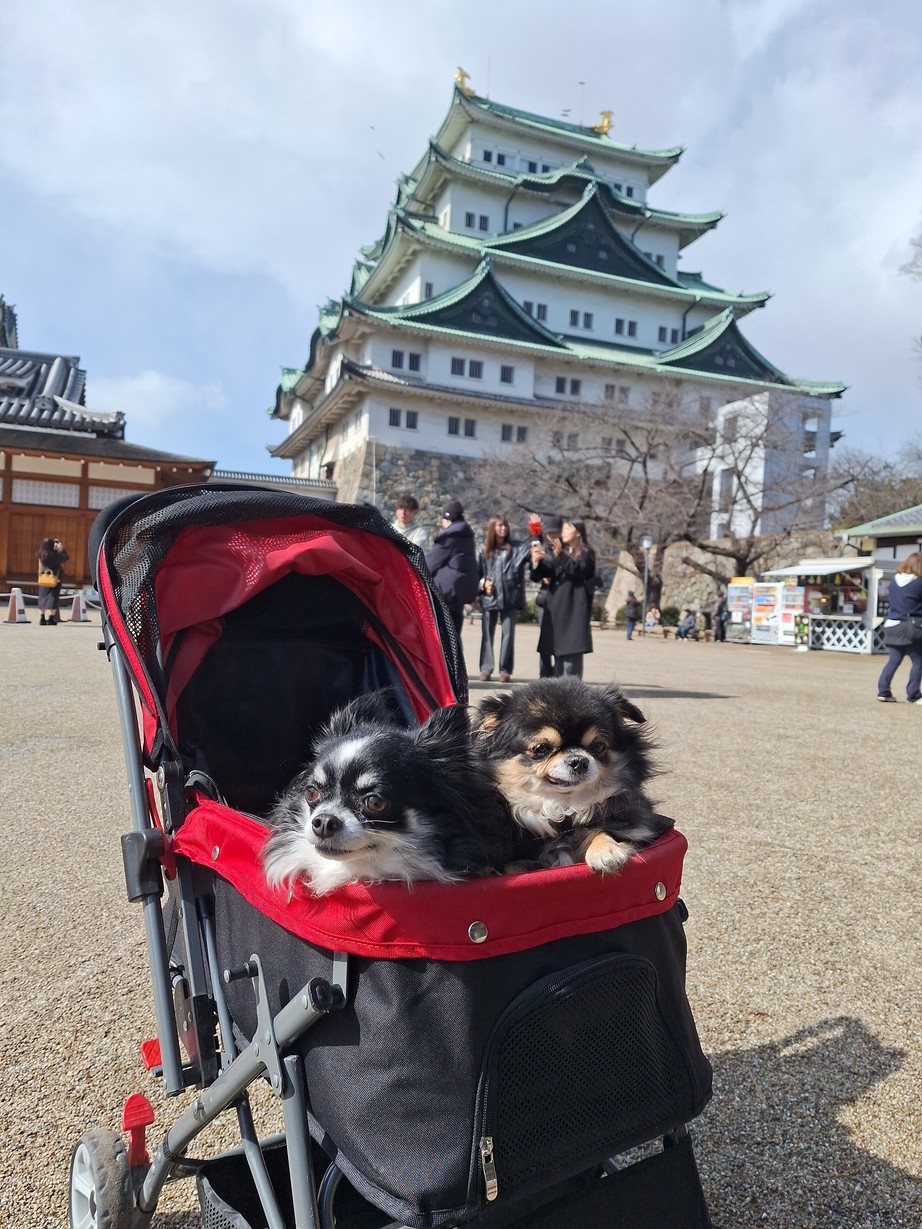 【スキ旅】【平日限定】ペットとフラット広々お値打ちプラン愛犬添寝可小中型犬2匹又は猫1匹無料（6人迄