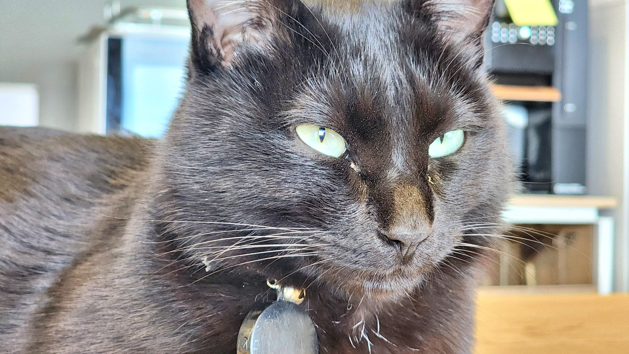 【ワーケーション】看板猫のＮＡＲＵちゃん♪ 