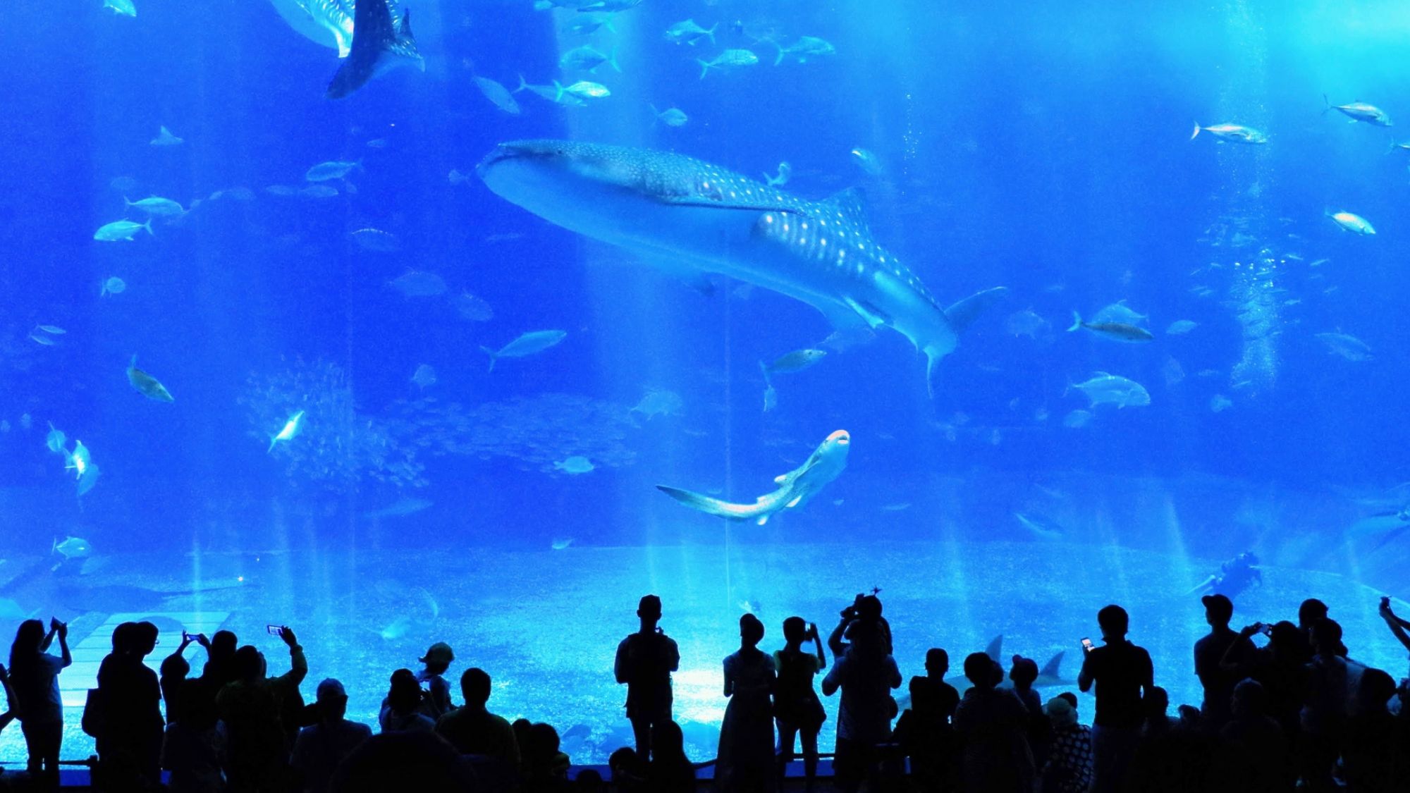 美ら海水族館