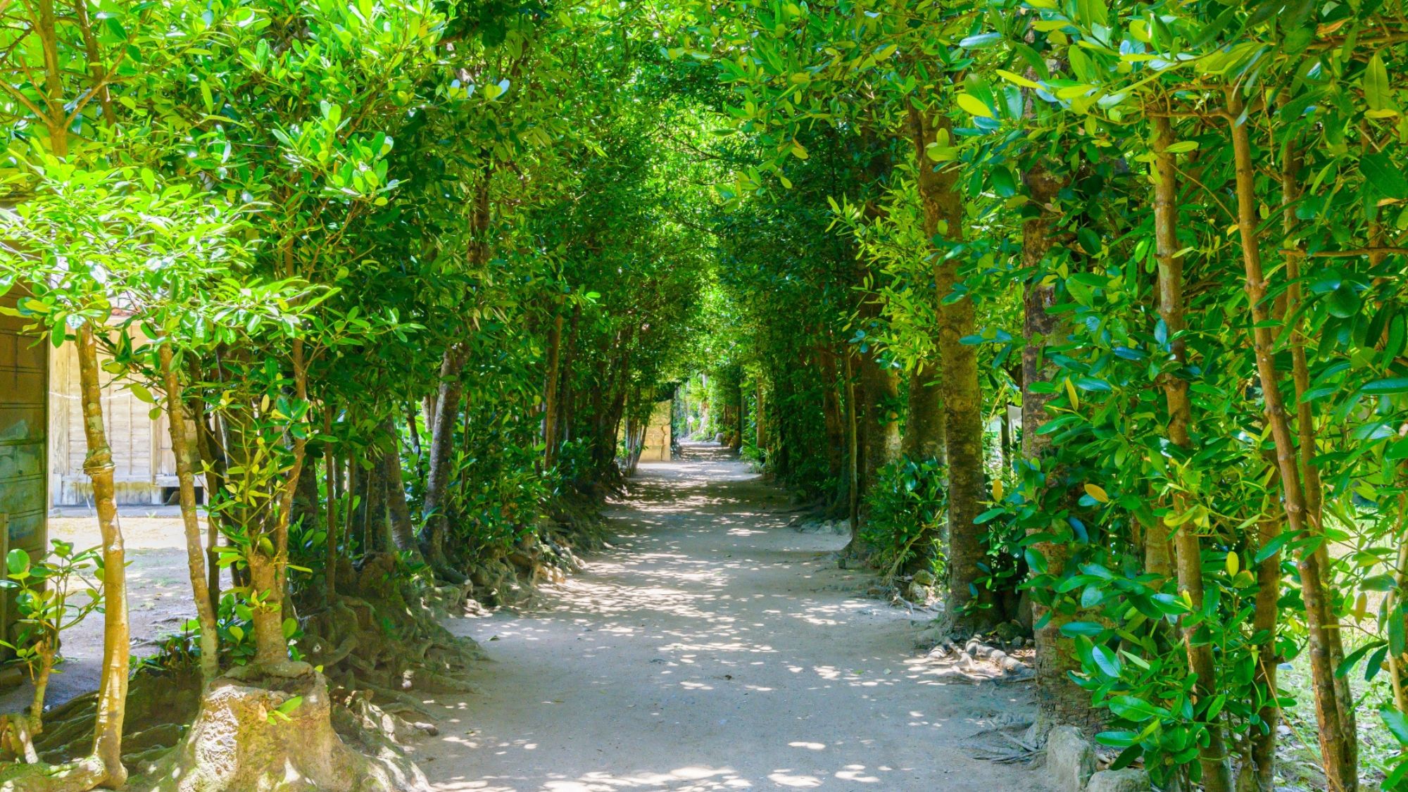 備瀬のフクギ並木