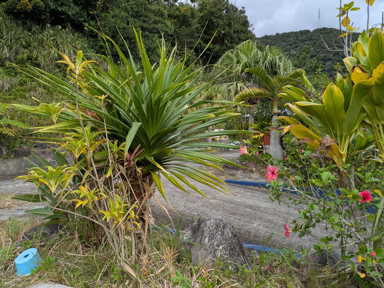 裏庭のアダンとハイビスカス