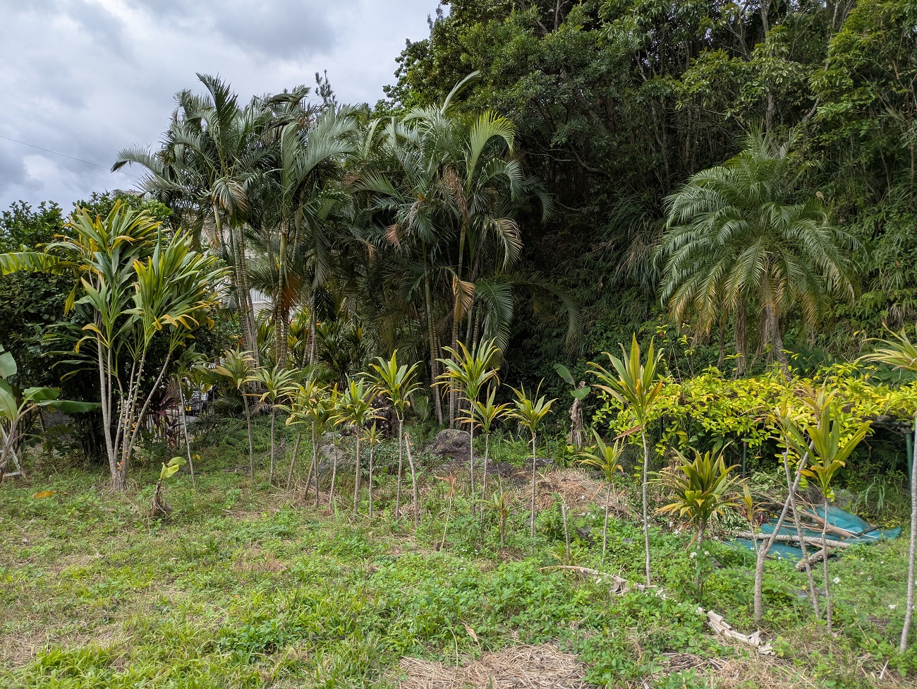南国風景の竹ヤシ