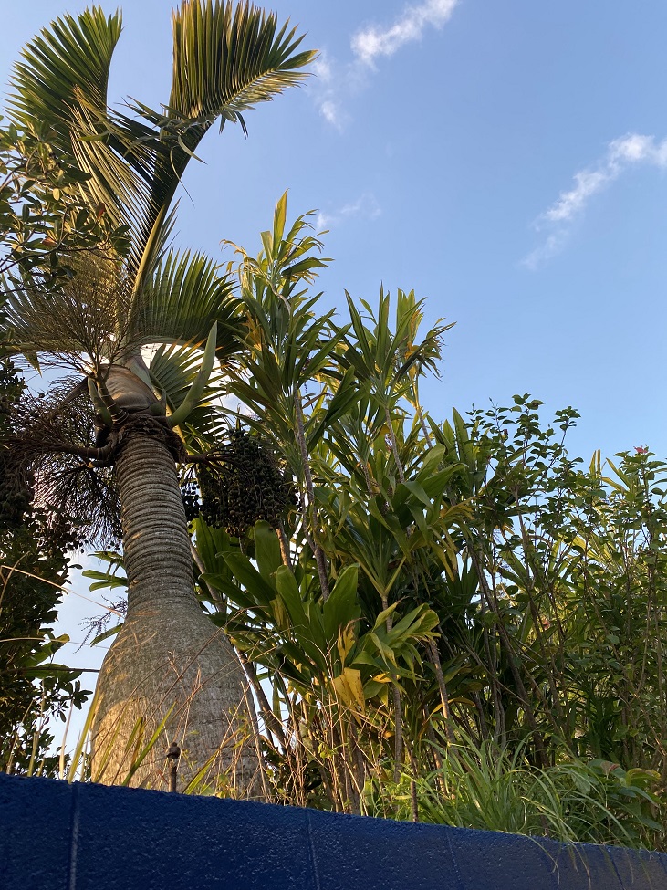 庭のヤシの木