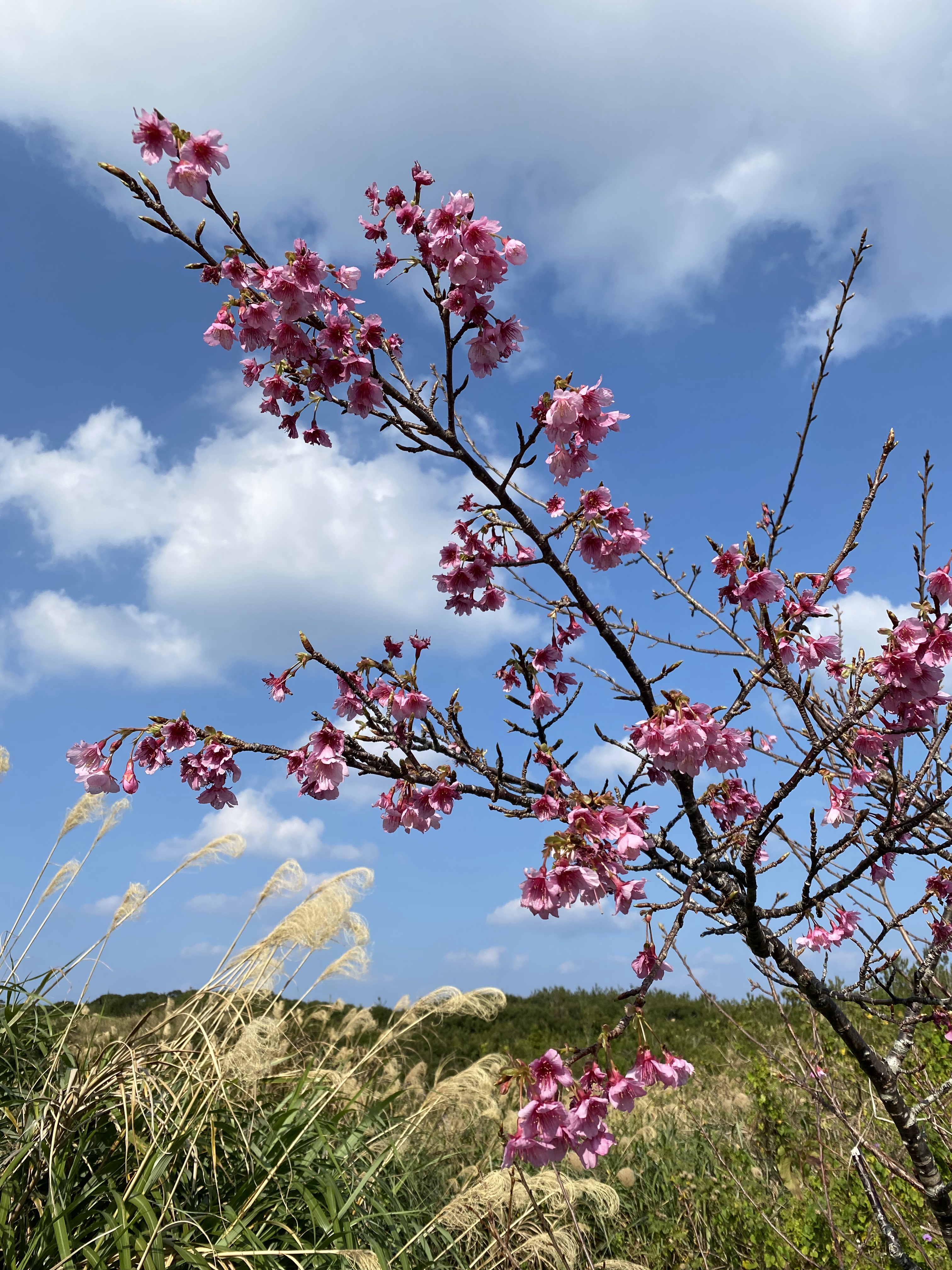 緋寒桜