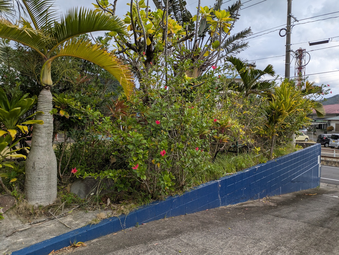 南国風景のトックリヤシ