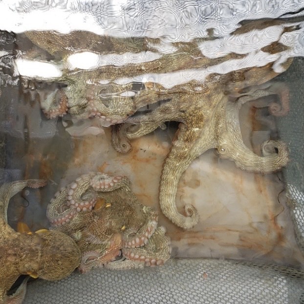 【翌朝４時！チェックアウト】でお得！釣り人集まれ！明石で船釣り満喫！【釣りエコ素泊り】