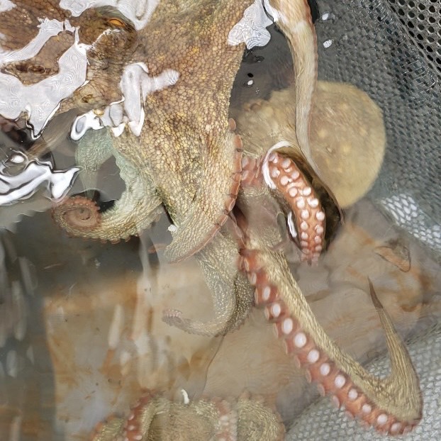 【翌朝４時！チェックアウト】でお得！釣り人集まれ！明石で船釣り満喫！【釣りエコ素泊り】